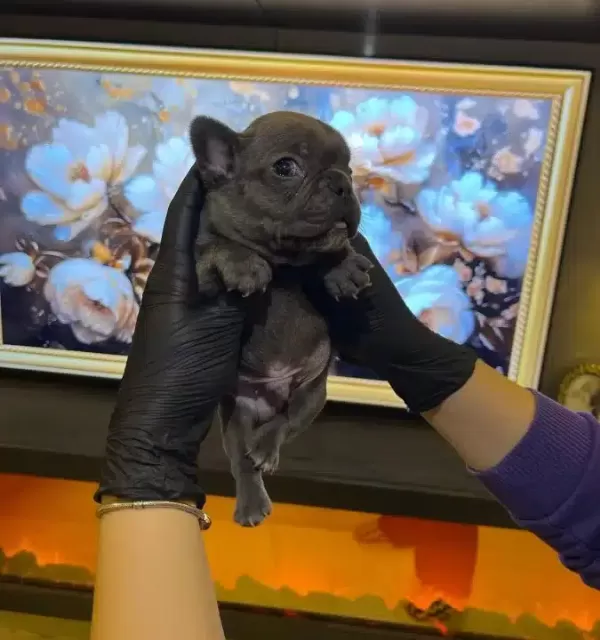 Egzotik French Bulldog Yavrularım Harika Renkler