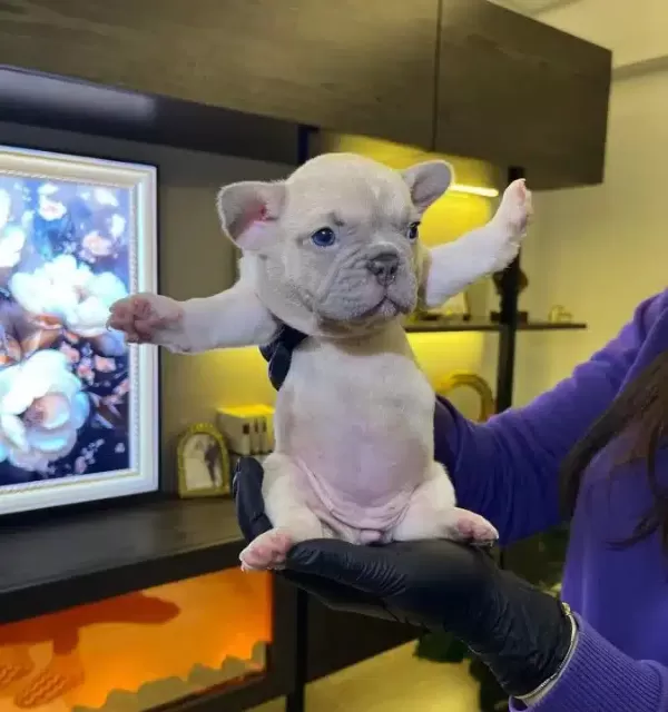 Egzotik French Bulldog Yavrularım Harika Renkler