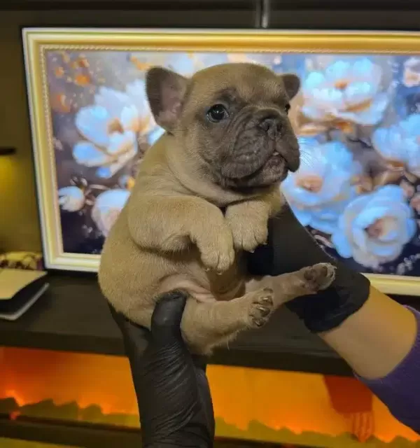 Egzotik French Bulldog Yavrularım Harika Renkler