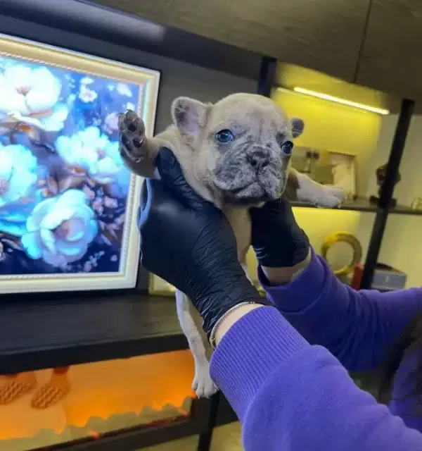Egzotik French Bulldog Yavrularım Harika Renkler
