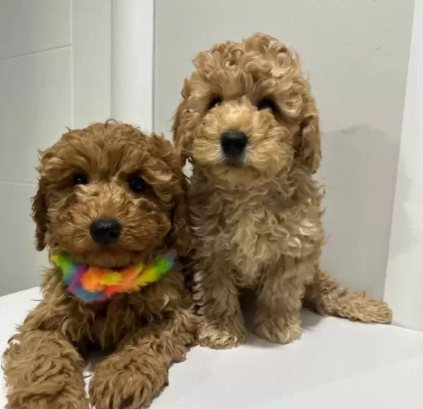 Minyatür Poodle Yavrularımız