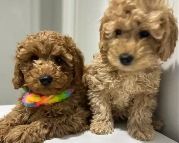 Minyatür Poodle Yavrularımız