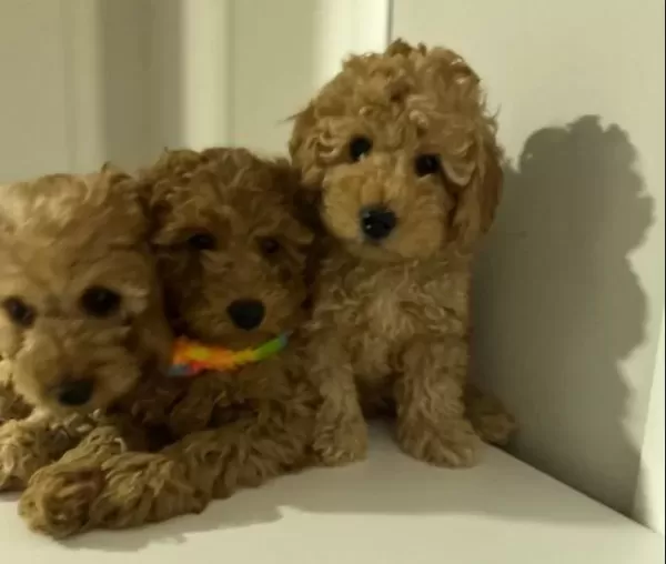 Minyatür Poodle Yavrularımız