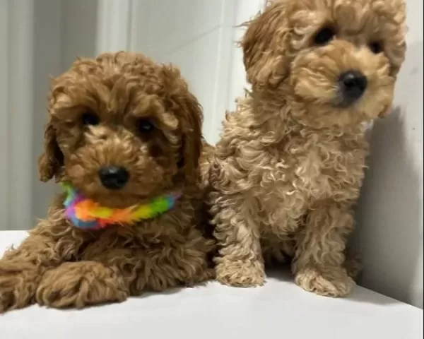 Minyatür Poodle Yavrularımız