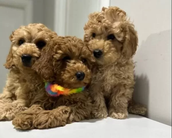 Minyatür Poodle Yavrularımız
