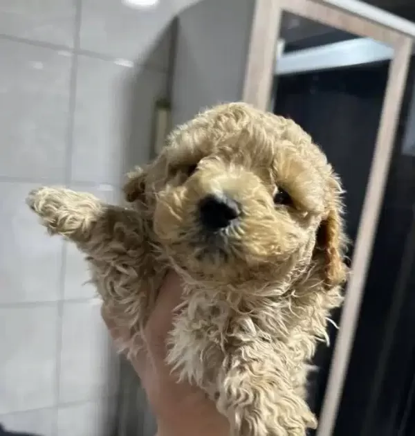 Mini Maltipoo Yavrular