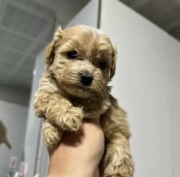 Mini Maltipoo Yavrular