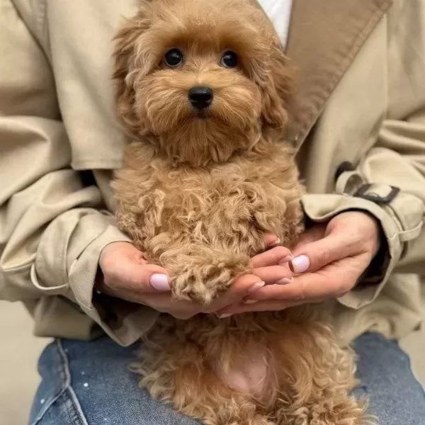 Toy Poodle Sevimli Yavrular