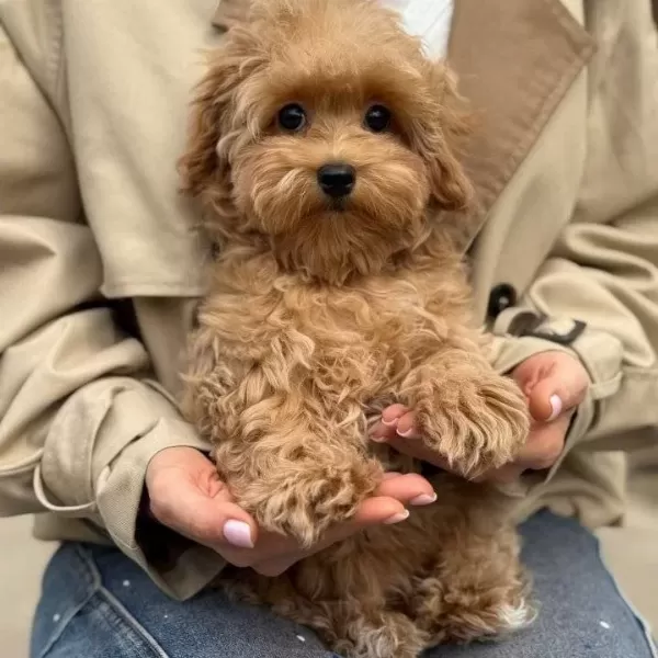 Toy Poodle Sevimli Yavrular