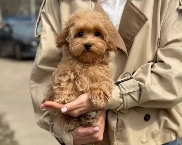 Toy Poodle Sevimli Yavrular