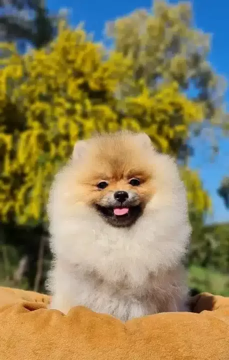 6 Aylık Disi Tedyface Pomeranian Yavrumuz