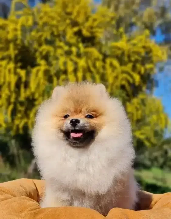 6 Aylık Disi Tedyface Pomeranian Yavrumuz