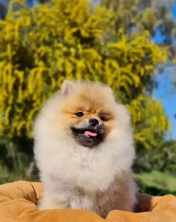 6 Aylık Disi Tedyface Pomeranian Yavrumuz