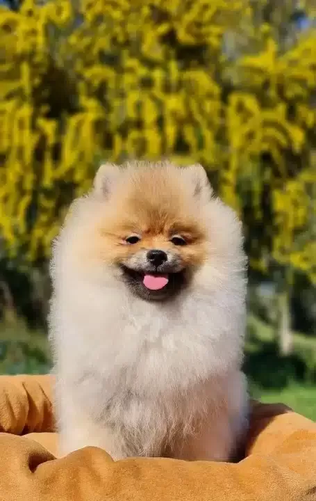 6 Aylık Disi Tedyface Pomeranian Yavrumuz
