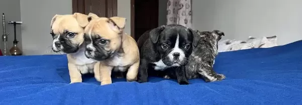 Tuvalet Eğitimli Mavis Gozlu Bebeklerim