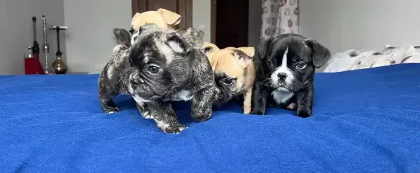 Tuvalet Eğitimli Mavis Gozlu Bebeklerim