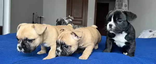 Tuvalet Eğitimli Mavis Gozlu Bebeklerim