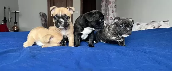 Tuvalet Eğitimli Mavis Gozlu Bebeklerim