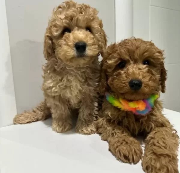 Mini Poodle Yeni Yuvalarını Arıyor