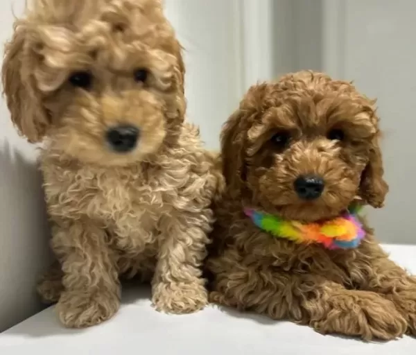 Mini Poodle Yeni Yuvalarını Arıyor