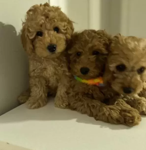 Mini Poodle Yeni Yuvalarını Arıyor