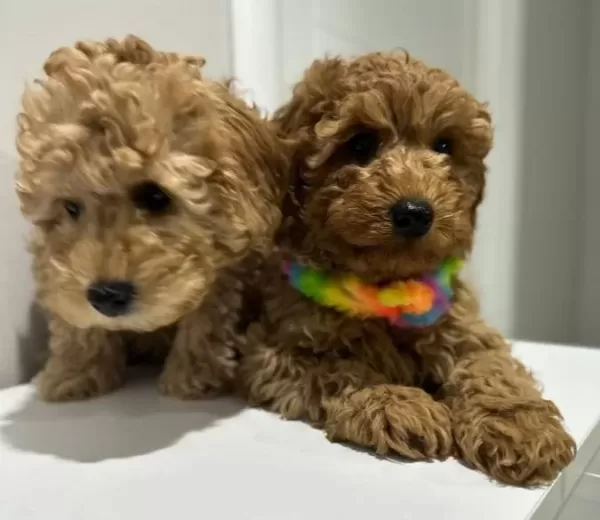 Mini Poodle Yeni Yuvalarını Arıyor