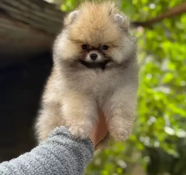 Ust Kalite Pofuduk Surat Pomeranian Boo