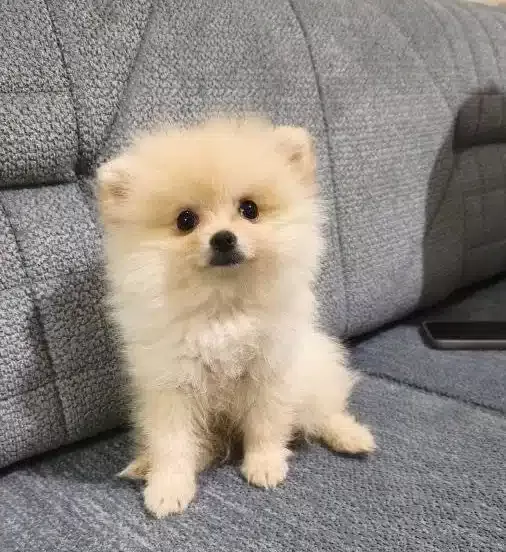 Kıpır Kıpır Iki Aylık Disi Pomeranian