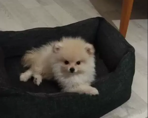 Kıpır Kıpır Iki Aylık Disi Pomeranian
