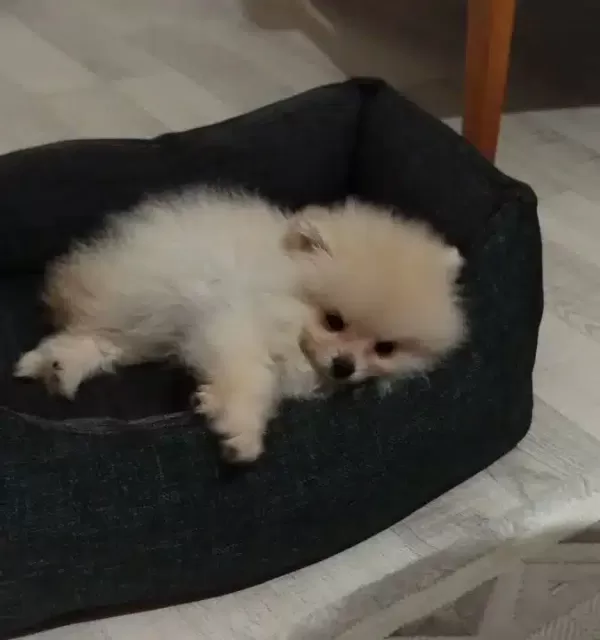 Kıpır Kıpır Iki Aylık Disi Pomeranian