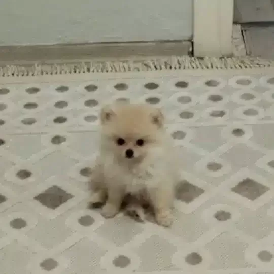 Kıpır Kıpır Iki Aylık Disi Pomeranian