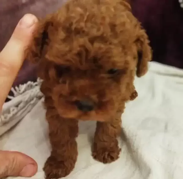 Safkan Red Brown Toy Ve Kore Disi Poodle Yavrular