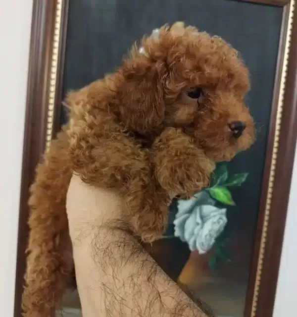 Safkan Red Brown Toy Ve Kore Disi Poodle Yavrular