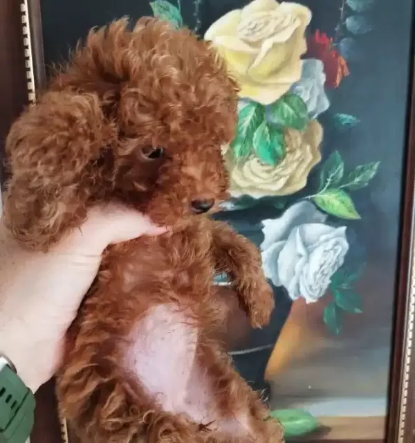 Safkan Red Brown Toy Ve Kore Disi Poodle Yavrular