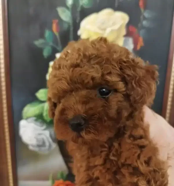 Safkan Red Brown Toy Ve Kore Disi Poodle Yavrular
