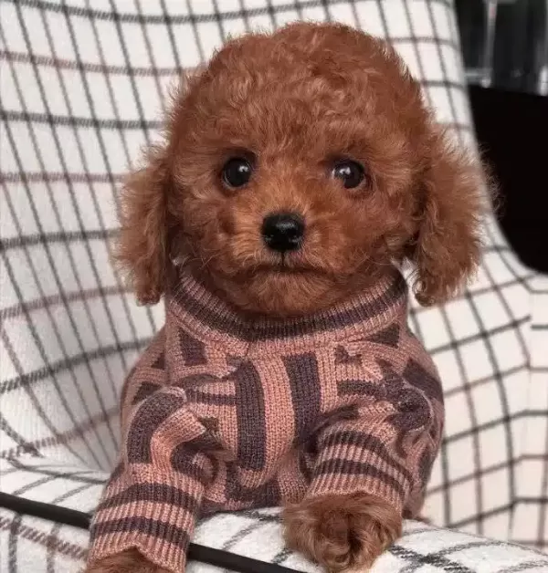 Biskuvi Tadinda Poodle Bebekler