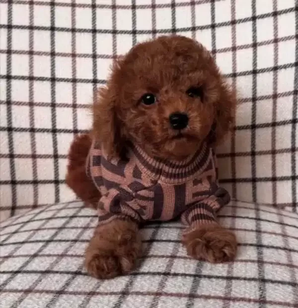Biskuvi Tadinda Poodle Bebekler