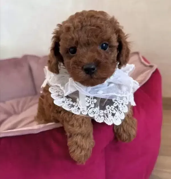 Irk Saglik Garantili Poodle Bebeklerimiz