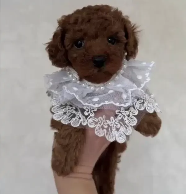 Irk Saglik Garantili Poodle Bebeklerimiz