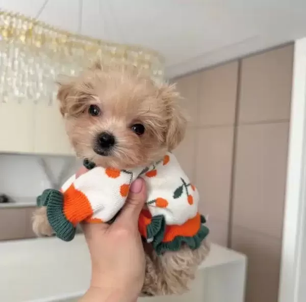 Neşe Kaynagi Teacup Maltipoo Isteyenlere