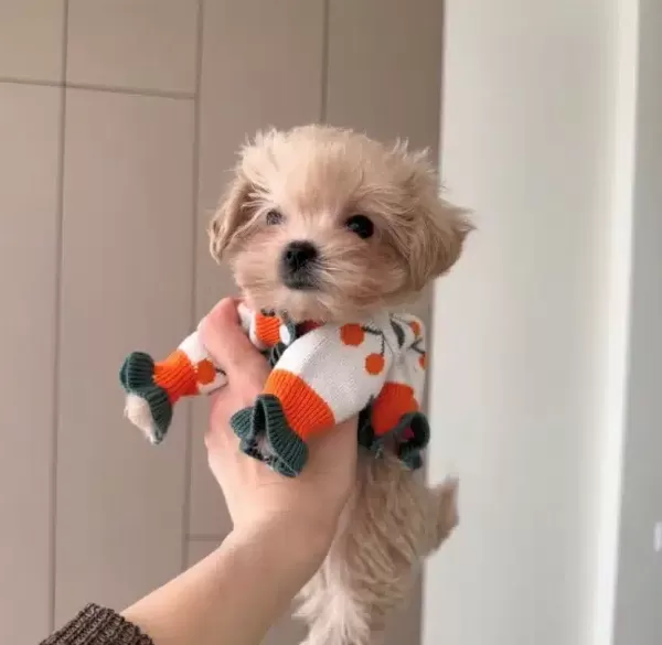 Neşe Kaynagi Teacup Maltipoo Isteyenlere