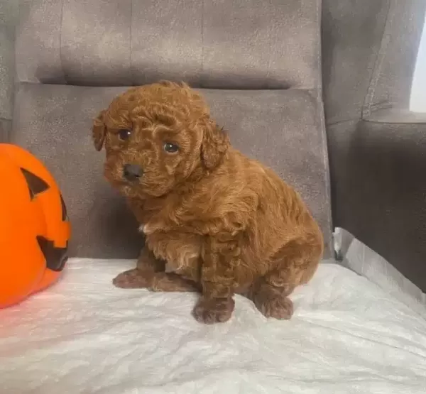Pelus Sekerleme Red Brown Poodle Kizimiz