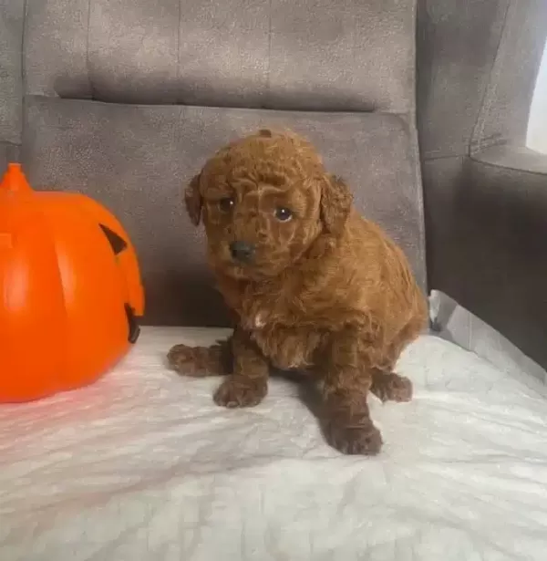 Pelus Sekerleme Red Brown Poodle Kizimiz