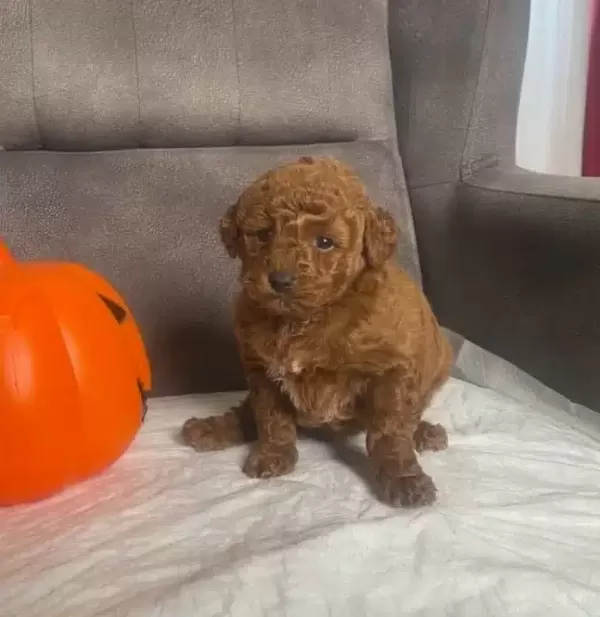 Pelus Sekerleme Red Brown Poodle Kizimiz