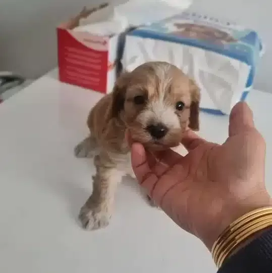 Teslime Hazır Miniature Minnaklarım
