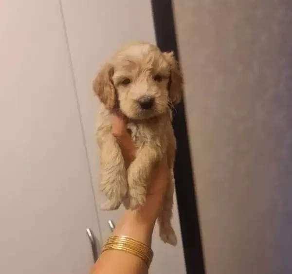 Teslime Hazır Miniature Minnaklarım