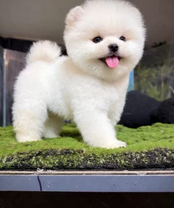 En Iyisini Isteyene Pomeranian Boo
