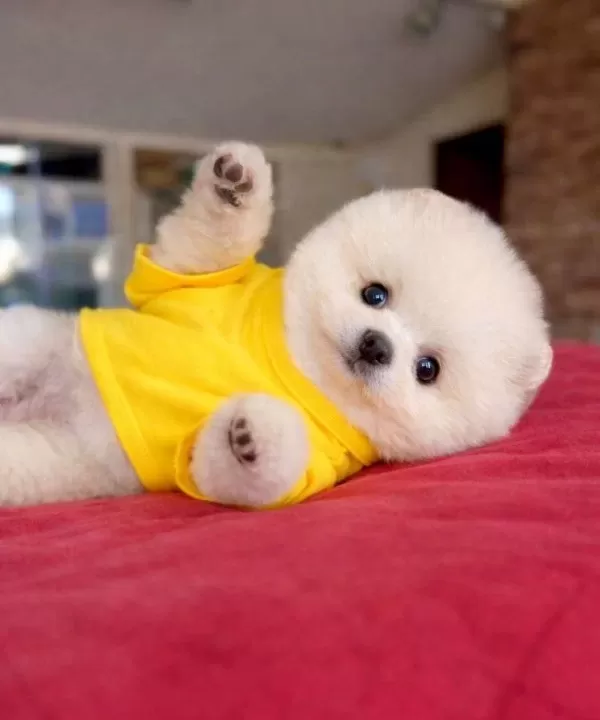 En Iyisini Isteyene Pomeranian Boo