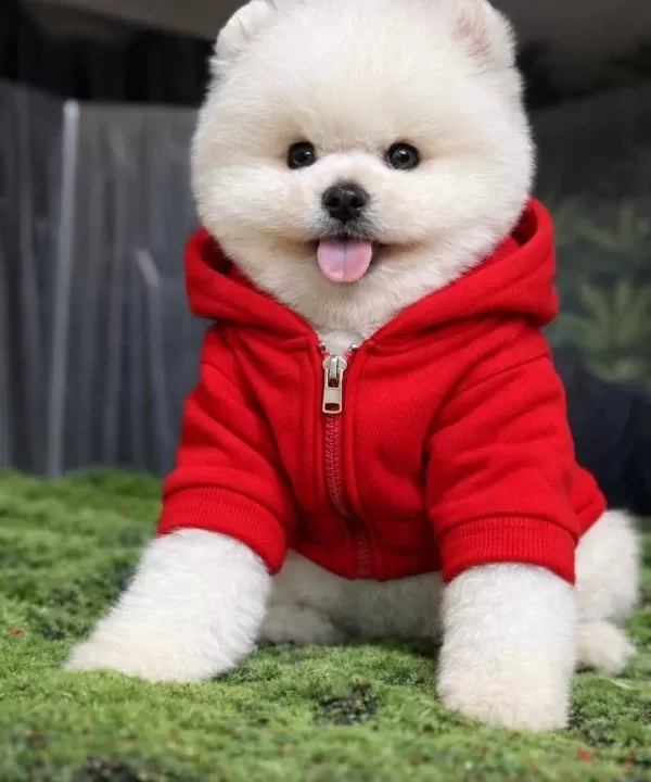 En Iyisini Isteyene Pomeranian Boo