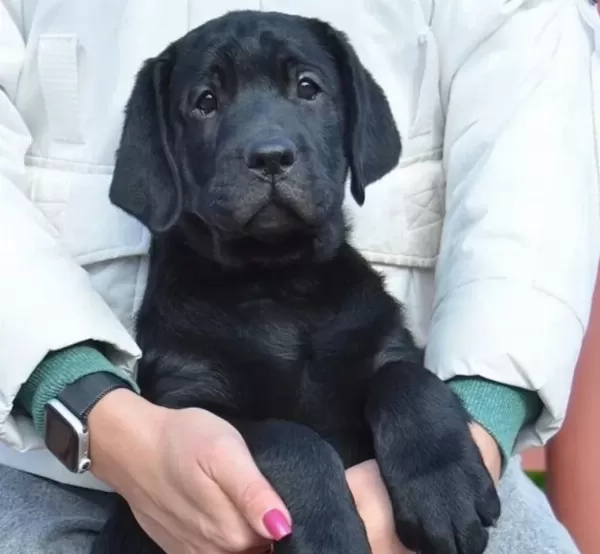 Siyah Labrador Yavrusu Ile Sadık Bir Dostluk